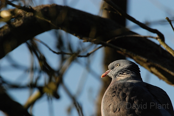 Wood pigeon head - A.JPG - Wood pigeon - Gloucestershire